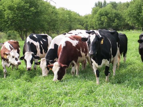 Introduction to Organic Dairy Production