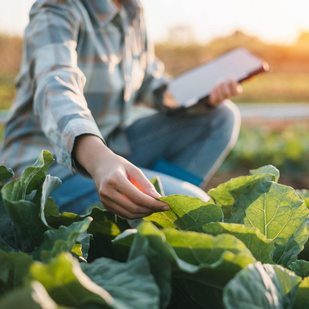 Organic research update
