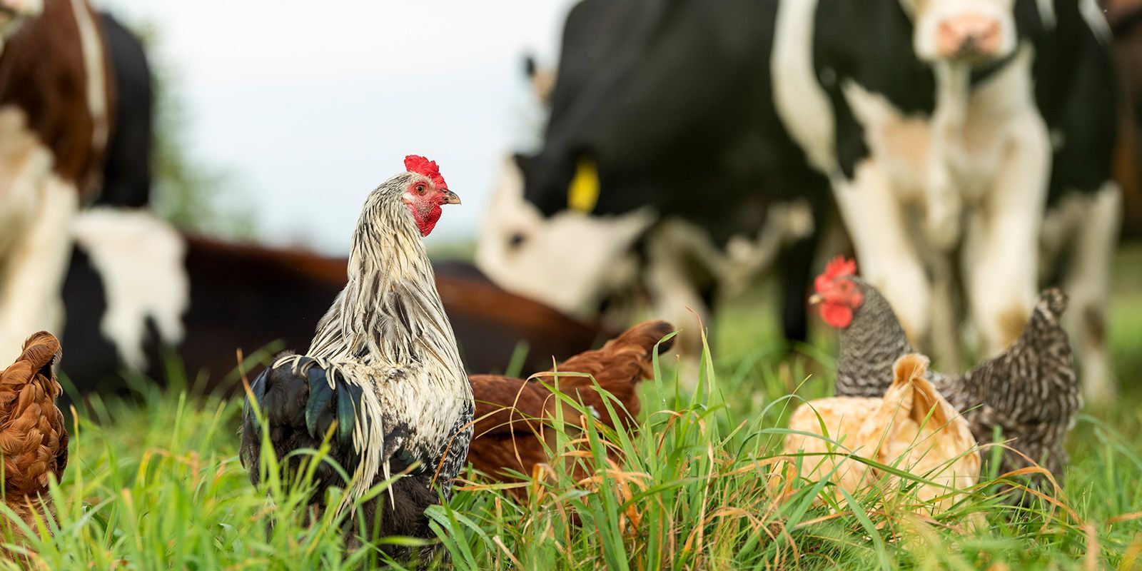 https-www.federalregister.govdocuments202311022023-23726national-organic-program-nop-organic-livestock-and-poultry-standards
