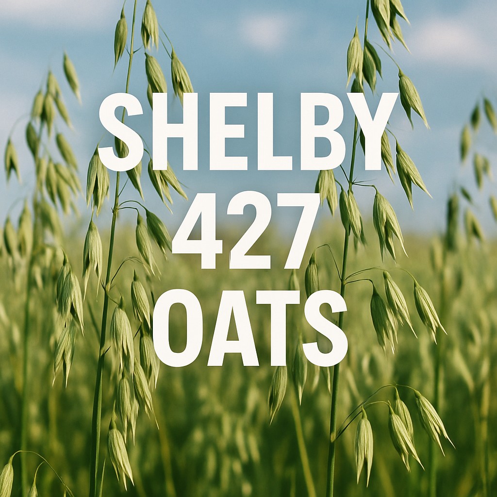 Oat plants with words Shelby 427 Oats