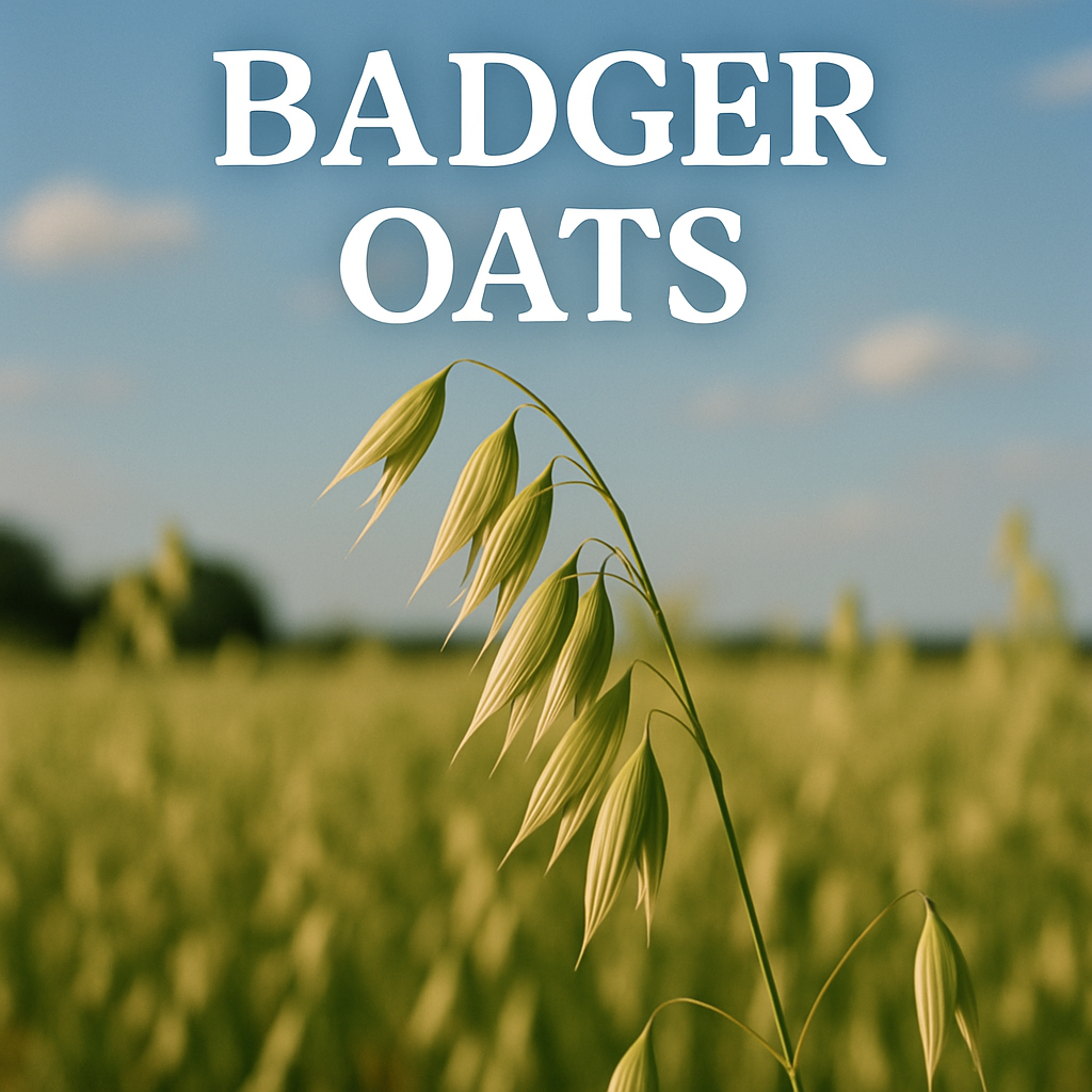 Oats plant outside with the words Badger Oats