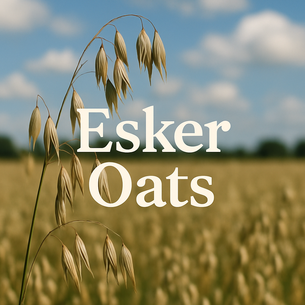 a photo of outside oat plant with the words Esker Oats