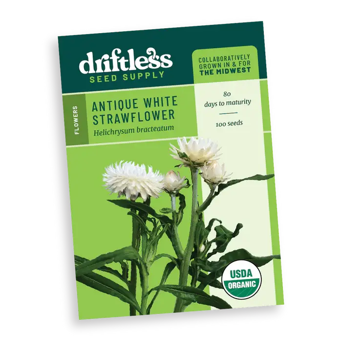 Antique White Strawflower - Organic