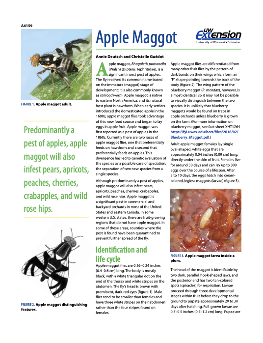 Apple Maggot Management