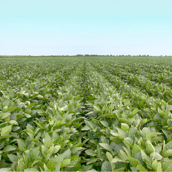 Blue River Organic Soybeans