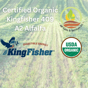 Certified Organic Kingfisher 409 A2 Alfalfa