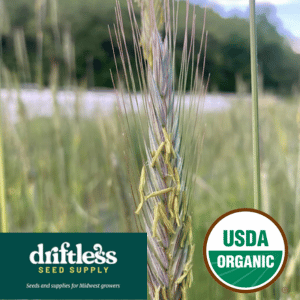 Copy of Driftless Seed Supply-Organic Carmen Redux Sweet Frying Pepper Seeds