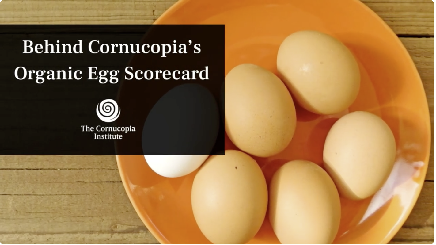 Cornucopia Organic Egg Scorecard