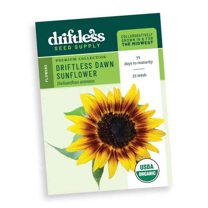 Driftless Dawn Premium Branched Bicolor Sunflower