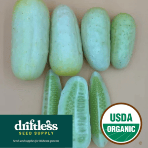 Driftless Seed Supply-Boothbys Blonde Heirloom Organic Pickling Cucumber Seeds