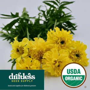Driftless Seed Supply-Organic Afternoon Lemonade Giant Yellow Marigold seeds