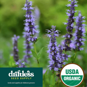 Driftless Seed Supply-Organic Anise Hyssop Native Prairie Forb Seeds