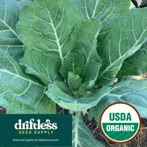 Driftless Seed Supply-Organic Champion Heirloom Collards Cold-hardy Greens Seeds