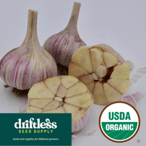 Driftless Seed Supply-Organic Chesnok Red Striped Organic Garlic Seeds