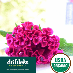 Driftless Seed Supply-Organic Cockscomb Celosia Flower Seeds