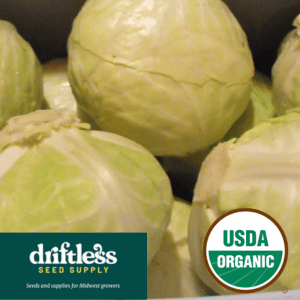 Driftless Seed Supply-Organic Dottenfelder Green Sauerkraut Storage Cabbage Seeds