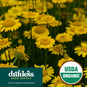 Driftless Seed Supply-Organic Dyers Chamomile Cut Flower and Natural Dye Seeds