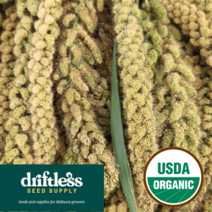 Driftless Seed Supply-Organic Georgian Foxtail Millet Seeds