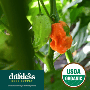 Driftless Seed Supply-Organic Ghost Pepper AKA Bhut Jolokia Superhot Pepper Seeds