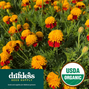 Driftless Seed Supply-Organic Gibraltar French Marigold Seeds