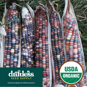 Driftless Seed Supply-Organic Glass Gem Heirloom Multicolor Corn Seeds