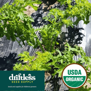 Driftless Seed Supply-Organic Golden Frill Spicy Heirloom Mustard Green Seeds
