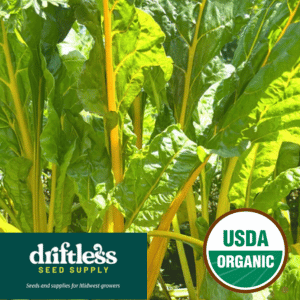 Driftless Seed Supply-Organic Golden Sunset Swiss Chard GreensSeeds