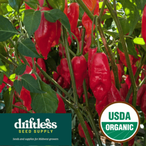 Driftless Seed Supply-Organic Hot Paper Lantern Red Habanero Pepper Seeds