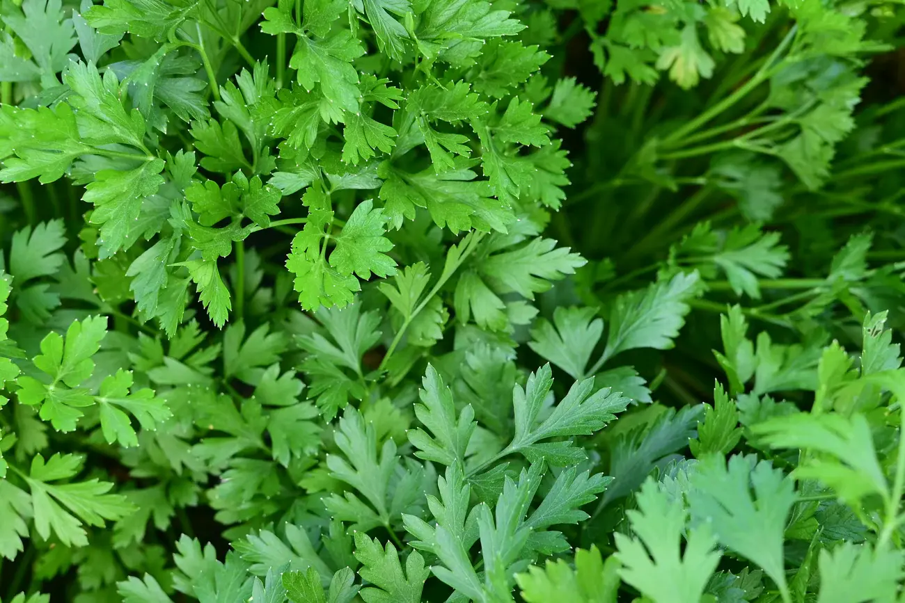 Driftless Seed Supply-Organic Italian Giant Heirloom Parsley