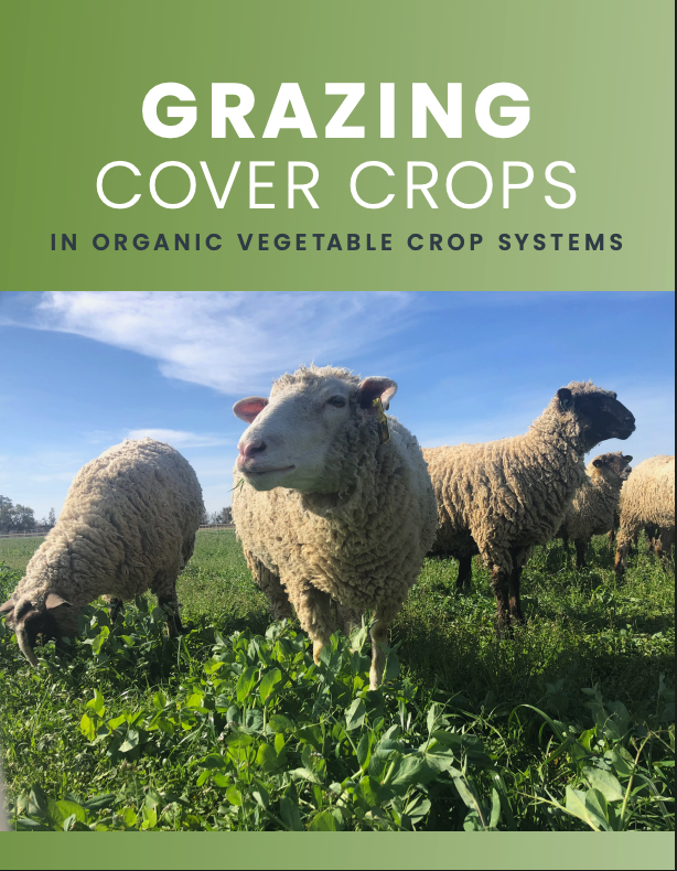 Grazing Cover Crops