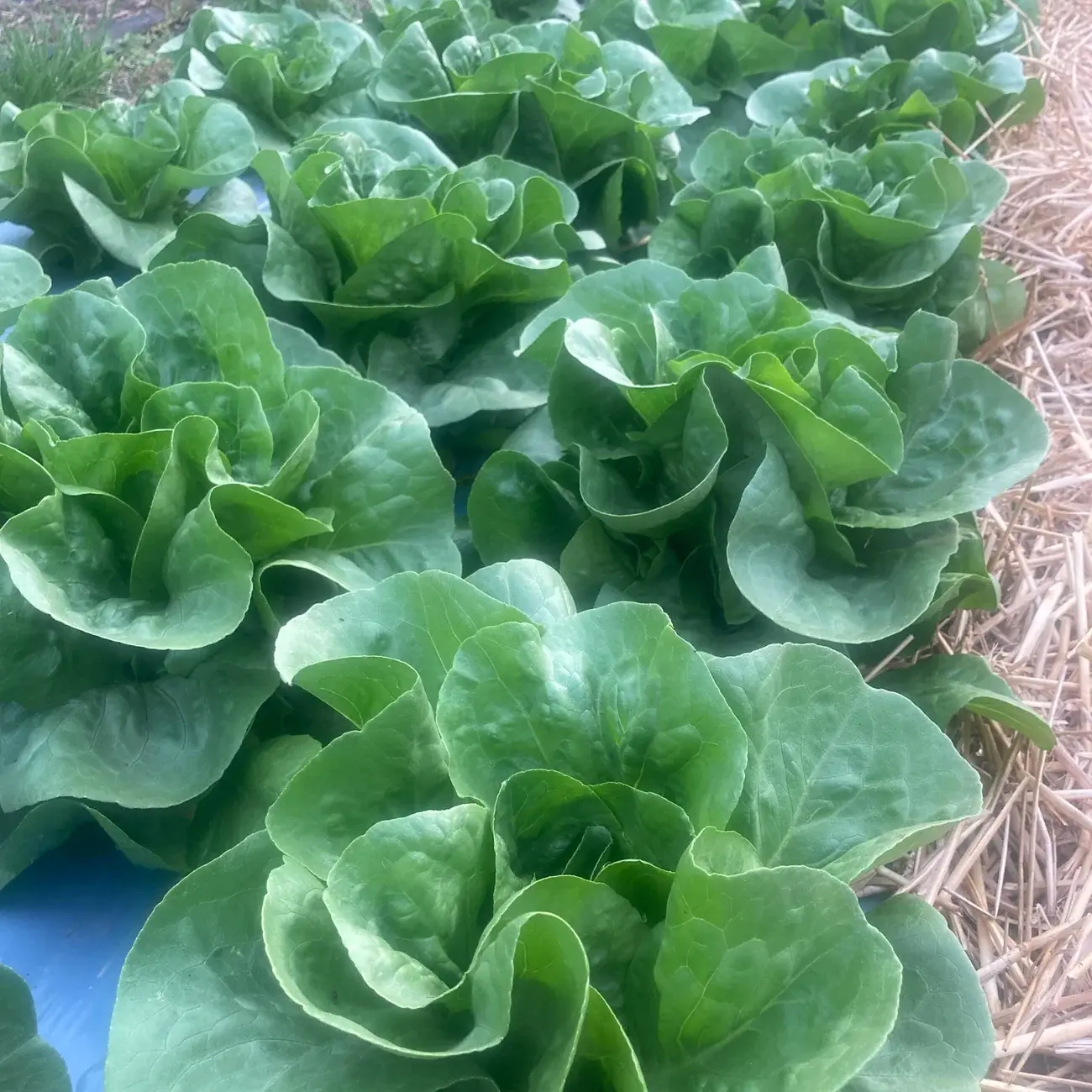 Jadeite Mini Green Romaine - Organic