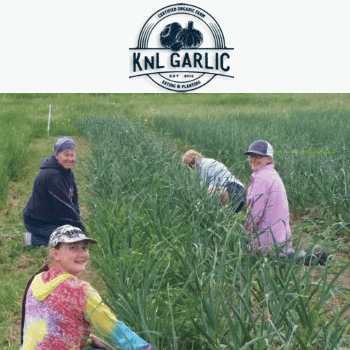 KNL Garlic