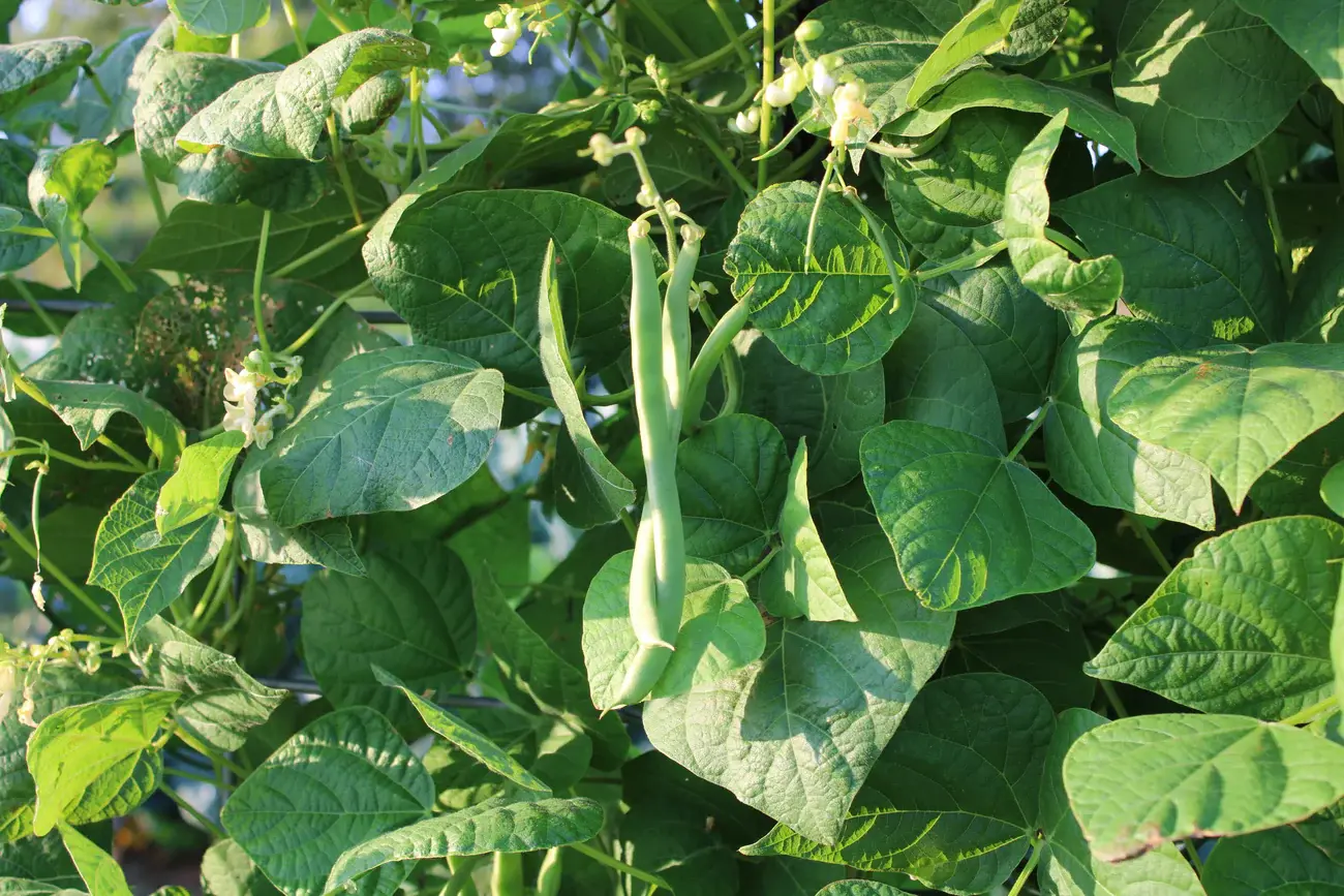 Kentucky Wonder Heirloom Pole Green Bean