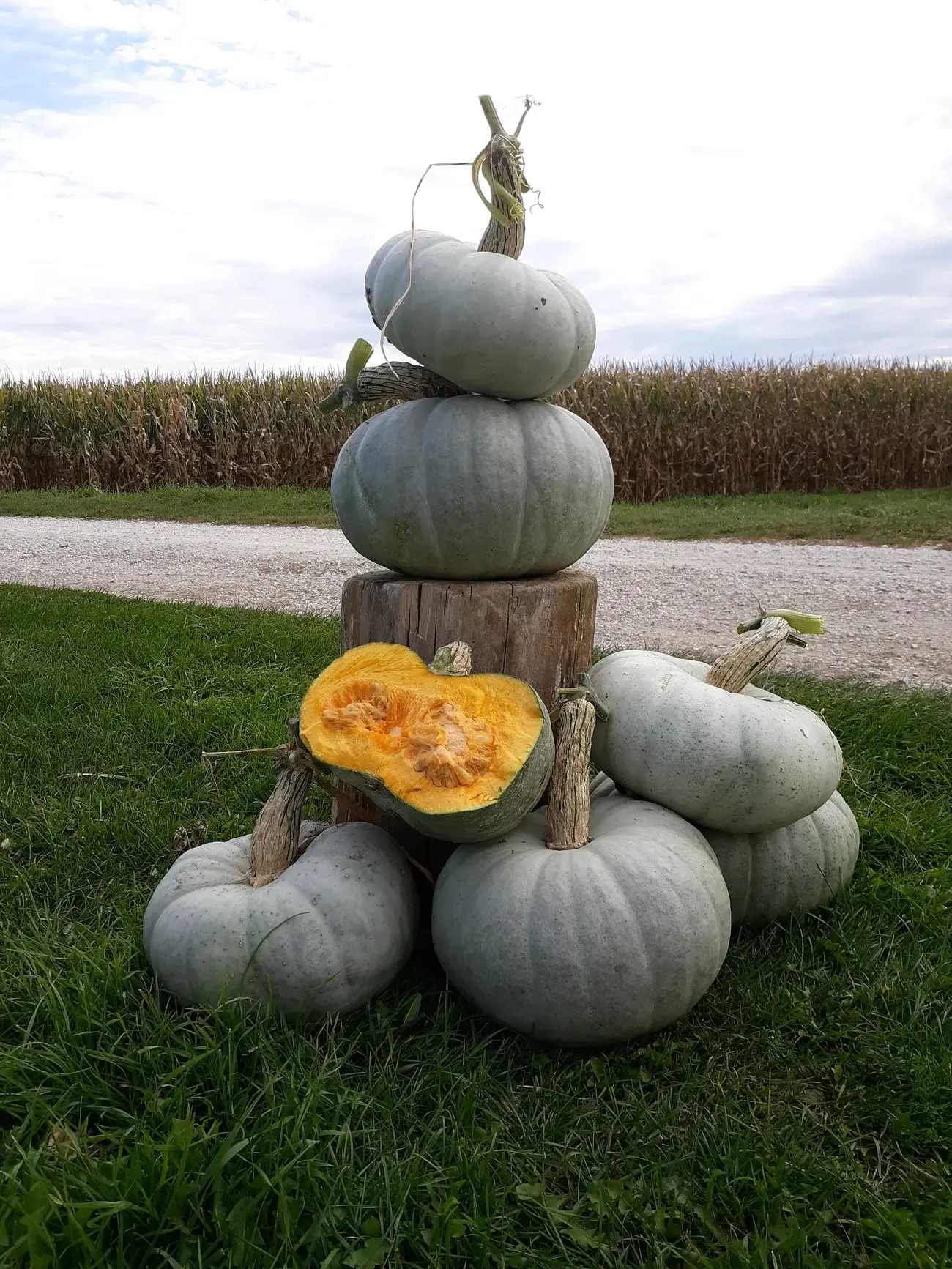 Khersonkaya Winter Squash