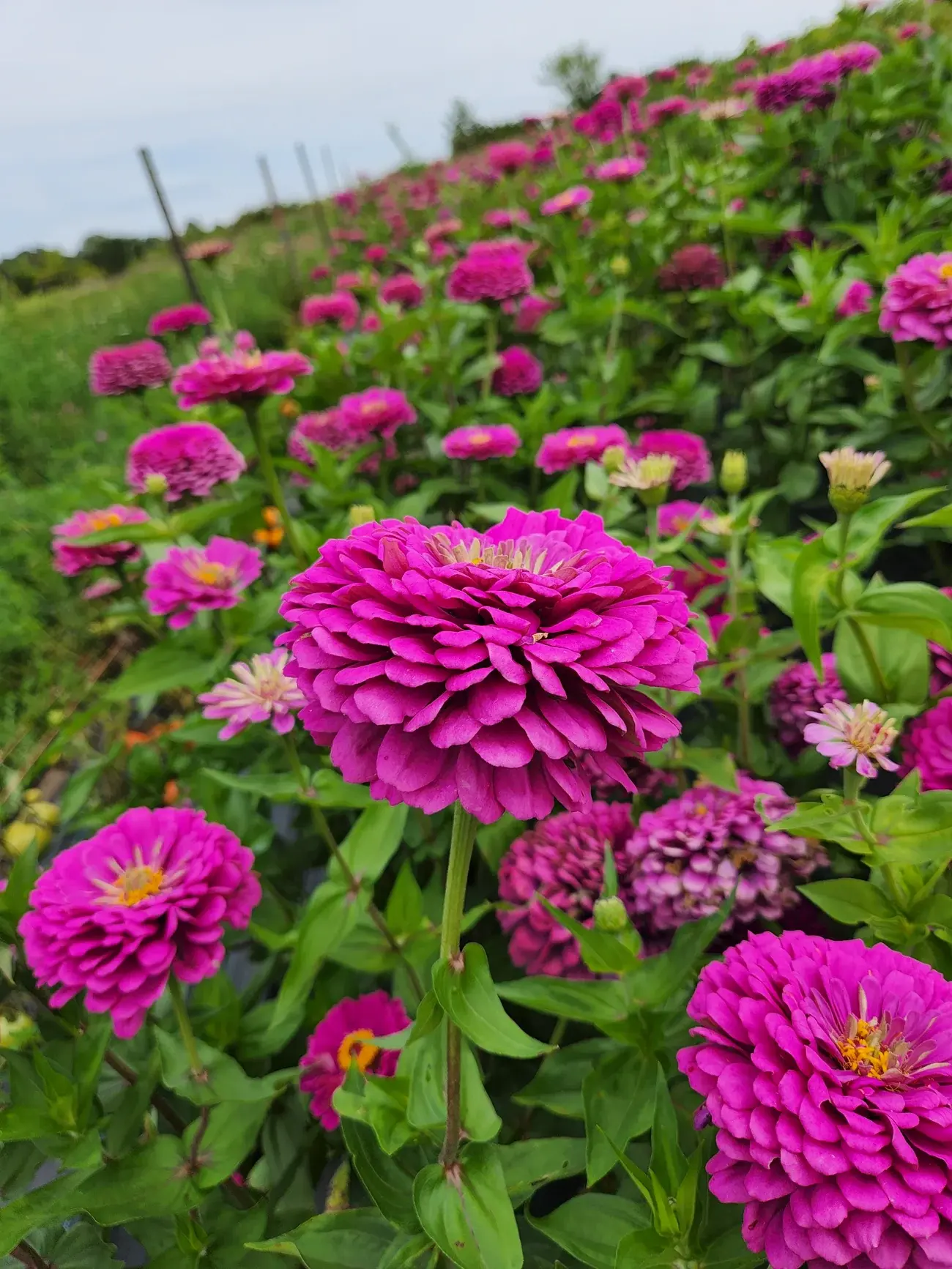 Lilac Purple Zinnia
