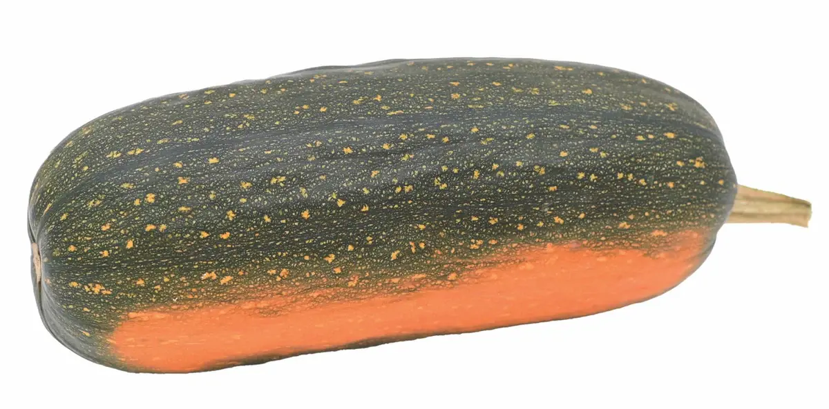 LongPieSpecialtyWinterSquashAtHarvestLarge