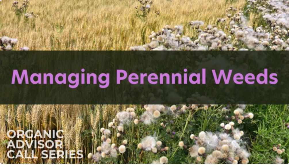 Managing Perennial Weeds in Organic Grain Rotations