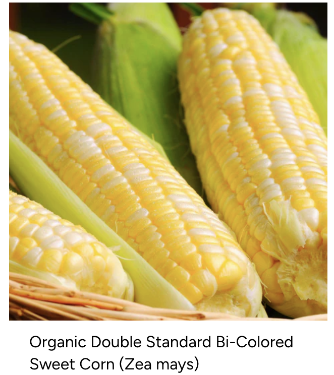 Organic Double Standard Bi-Colored Sweet Corn