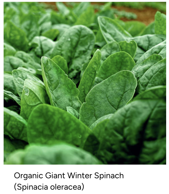 Organic Giant Winter Spinach