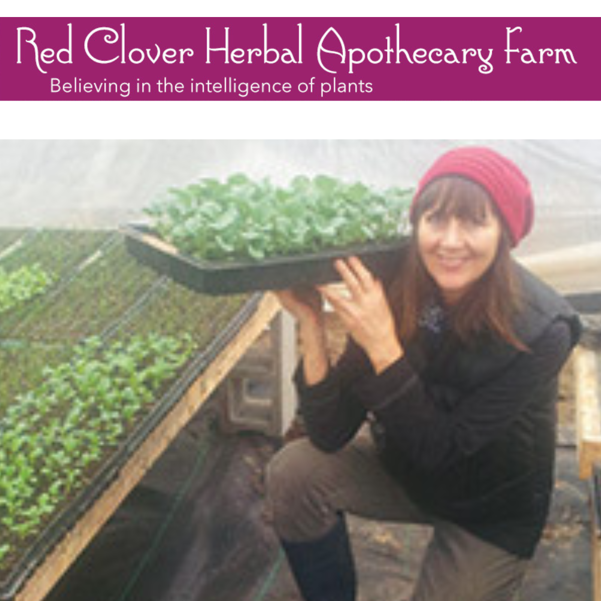 Red Clover Herbal Apothecary Farm